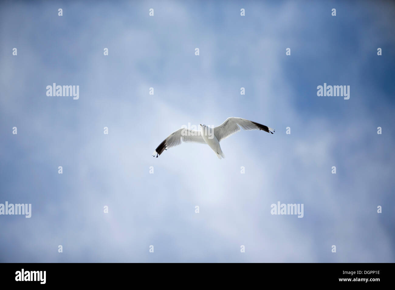 Volo di gabbiano comune (Larus canus) sulla costa del Mare del Nord vicino a Bensersiel, Bassa Sassonia Foto Stock