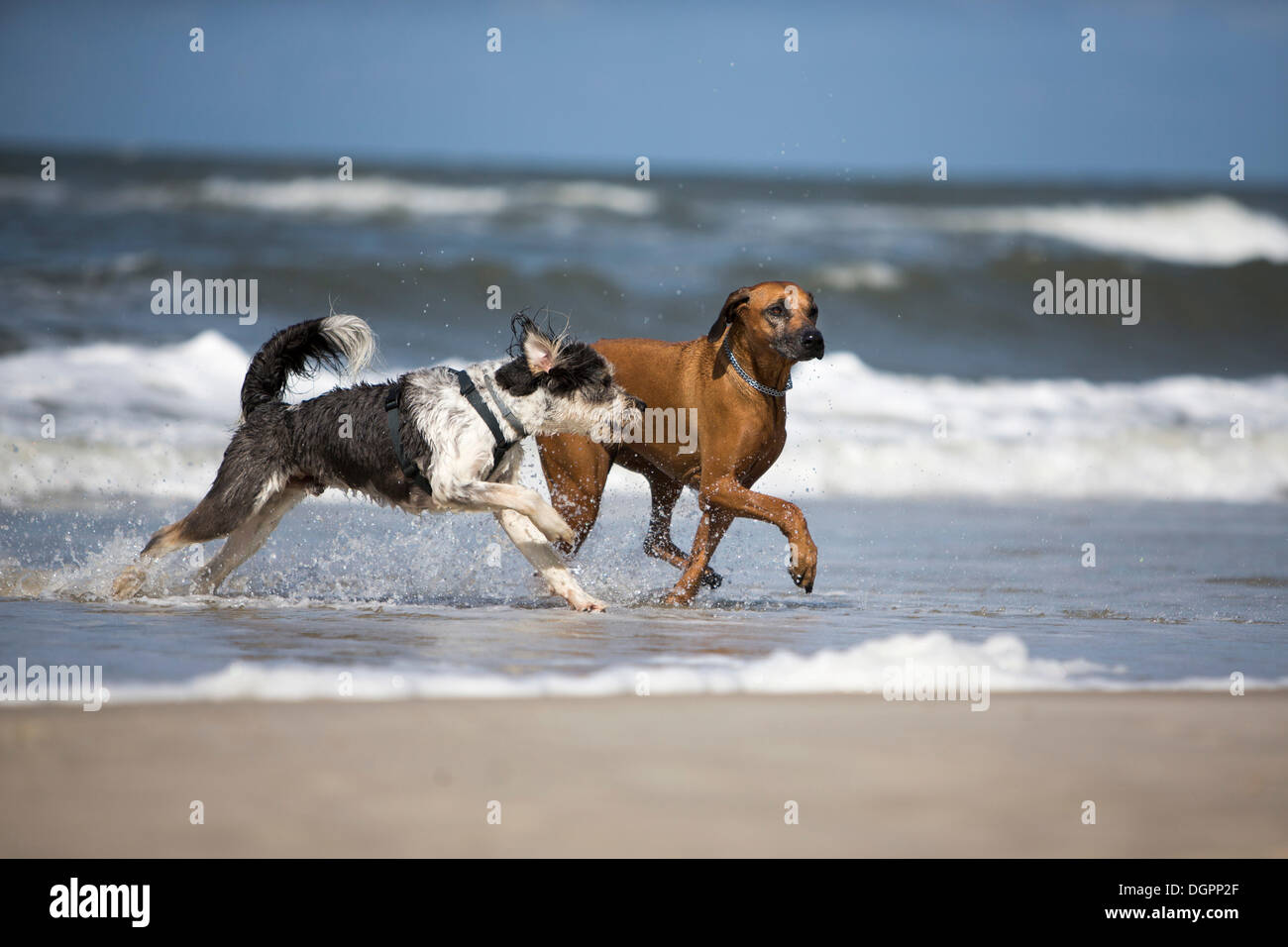 Due cani su una spiaggia a Langeoog Isola, Bassa Sassonia Foto Stock
