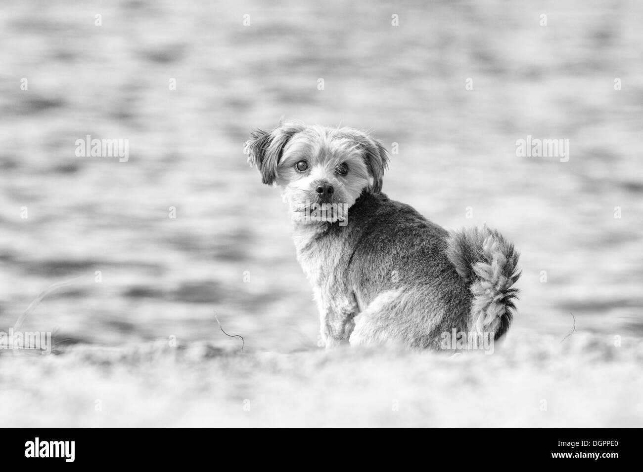 Norfolk Terrier, seduta dall'acqua, Berlino Foto Stock