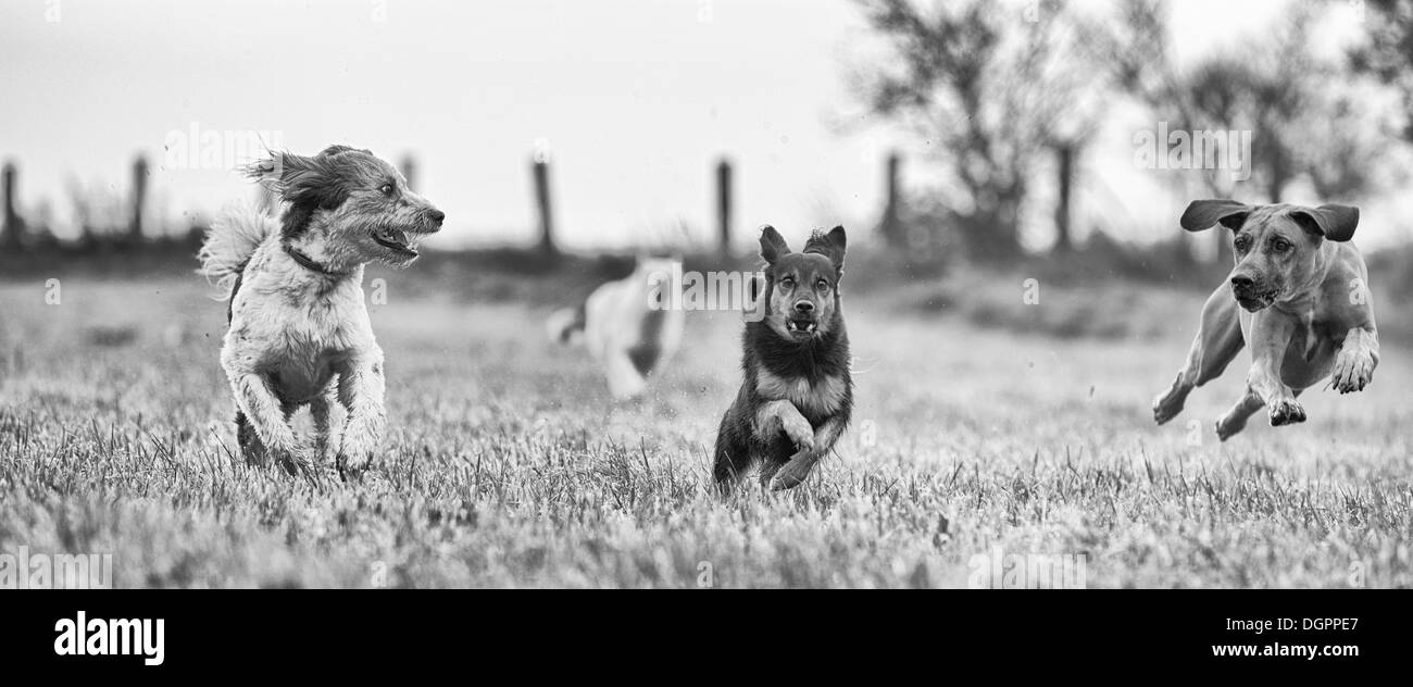 Tre diverse dimensioni di cani in esecuzione in un campo di raccolta, Brandenburg Foto Stock