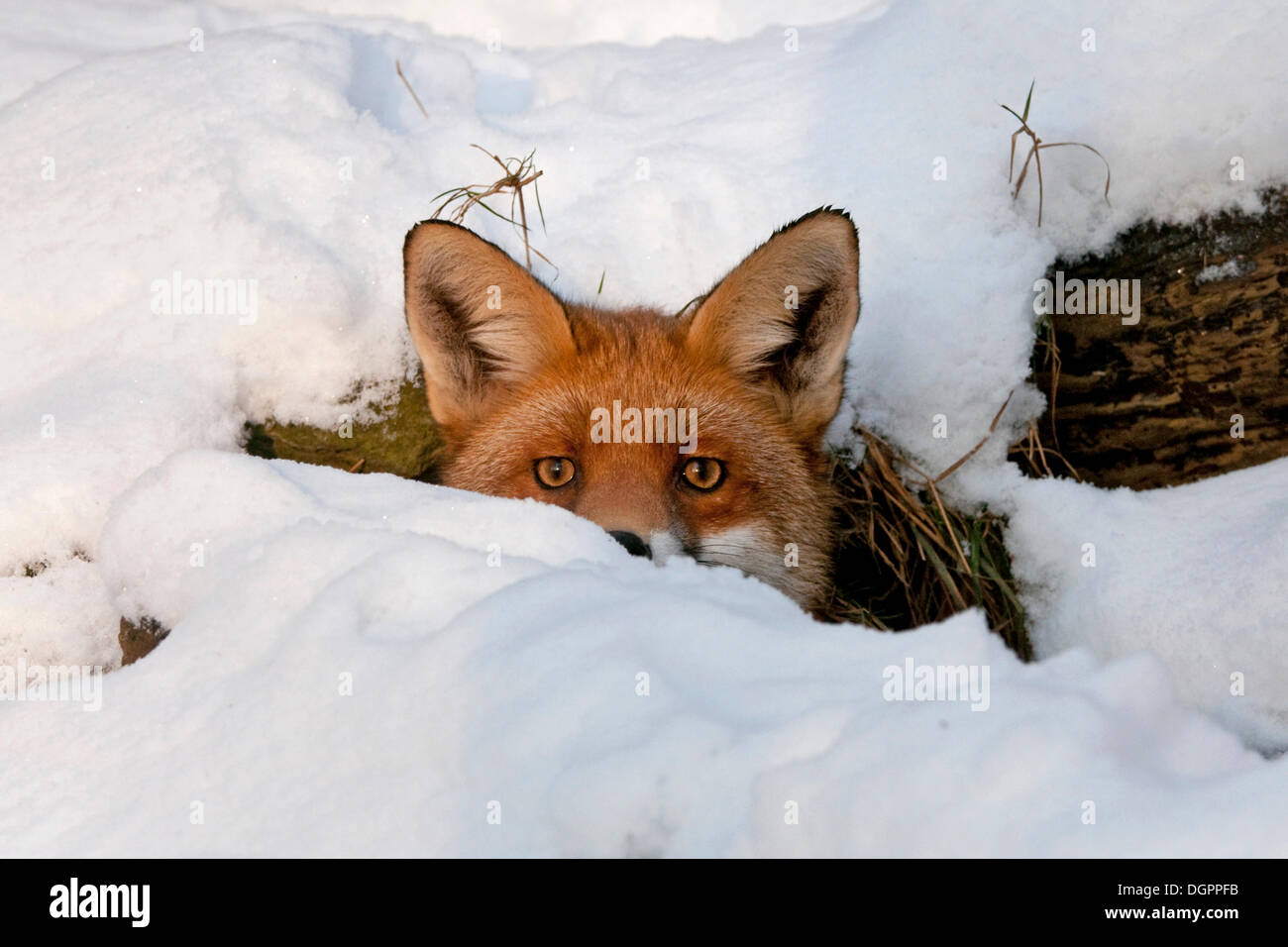 Red Fox (Vulpes vulpes vulpes) nella sua tana nella neve, Knuell Wildlife Park, Homberg, Nord Hesse Foto Stock