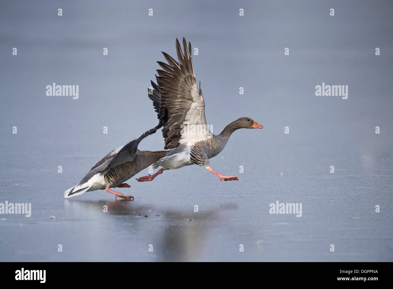 Le oche grigie (Anser anser) combattere su un laghetto congelato, Annateich pond, Hannover, Bassa Sassonia Foto Stock