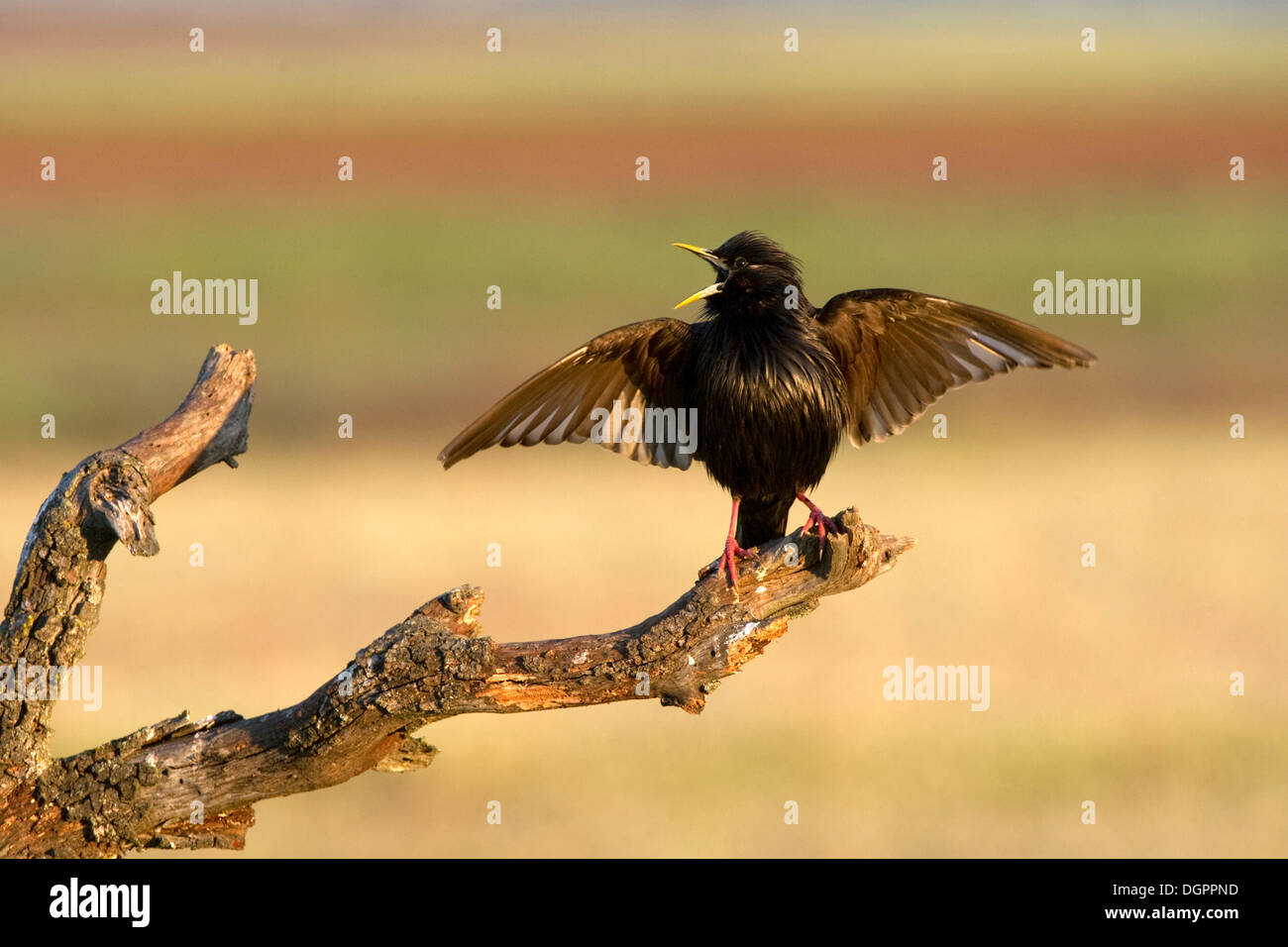 Pulitissimo starling (Sturnus unicolor), canzone di corteggiamento, Quintana De La Serena, Badajoz, Estremadura, Spagna, Europa Foto Stock