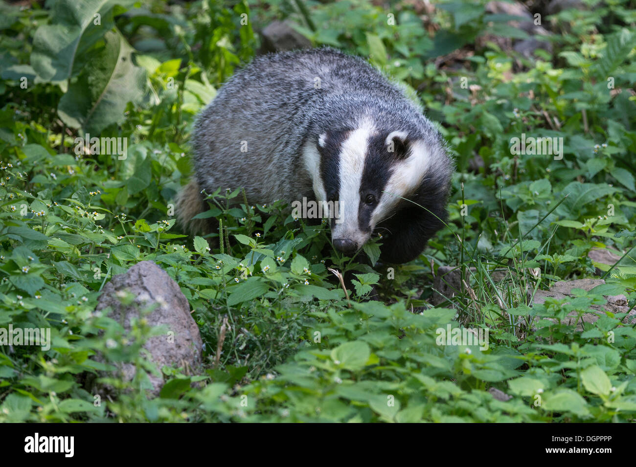 Europea (Badger Meles meles), Knuell wildlife park, Homberg, Nord Hesse, Hesse Foto Stock