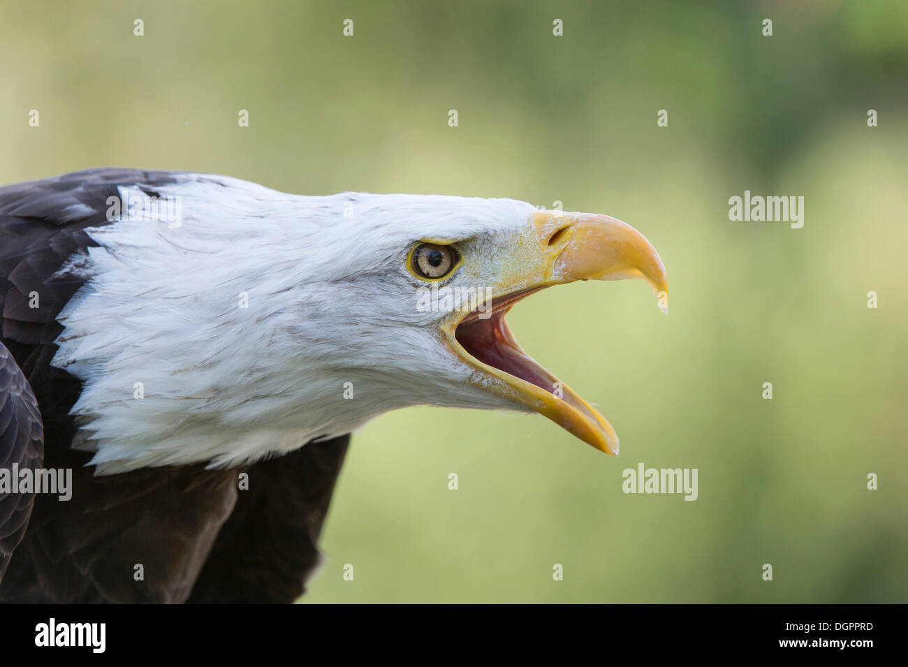 Aquila calva (Haliaeetus leucocephalus), chiamando, Sababurg Zoo, Hofgeismar, Nord Hesse, Hesse Foto Stock