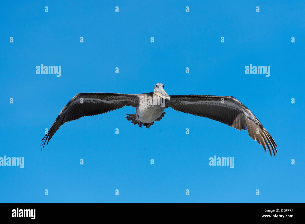 Pellicano marrone (Pelecanus occidentalis) in volo, Hafen, Monterey, California, Stati Uniti Foto Stock