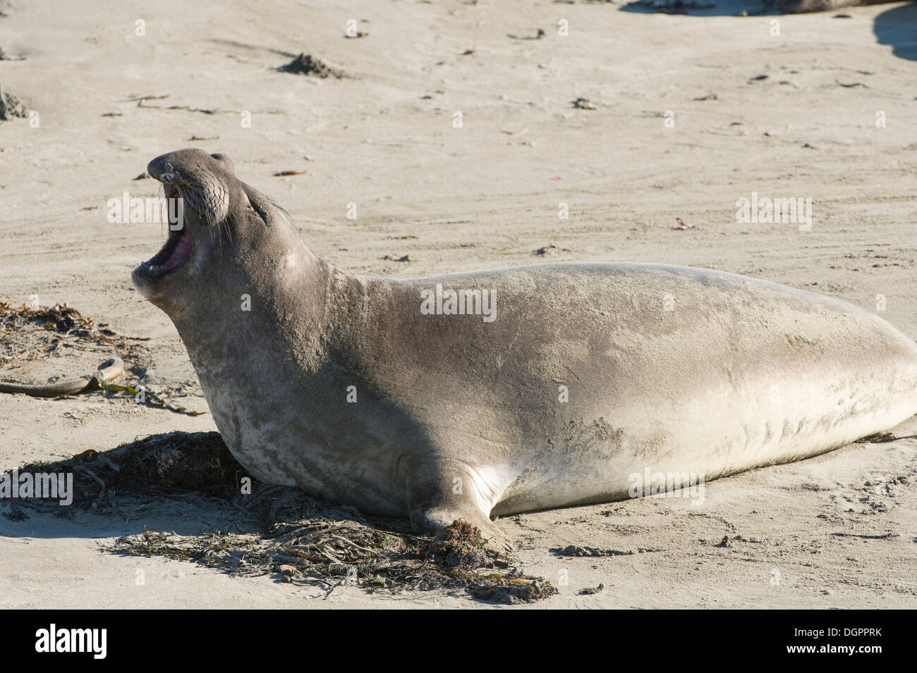 Northern guarnizione di elefante (Mirounga angustirostris) con la bocca spalancata, PIEDRAS BLANCAS, San Simeone, California Foto Stock