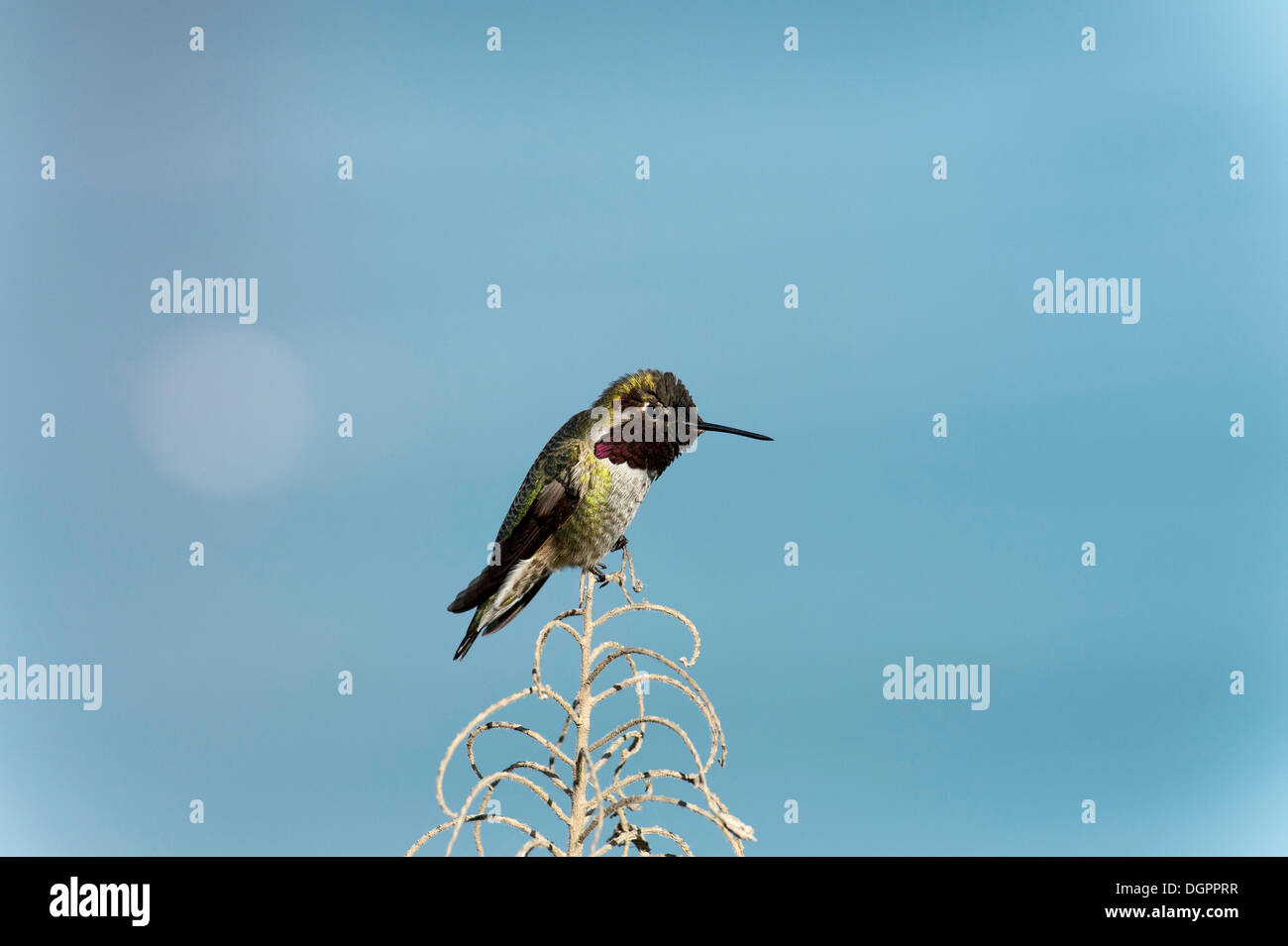 Anna (Hummingbird Calypte anna), Fort Point Sito Storico Nazionale di San Francisco, California, Stati Uniti Foto Stock
