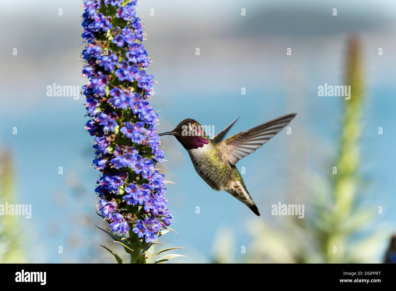 Anna (Hummingbird Calypte anna) passando a fiore, Fort Point Sito Storico Nazionale di San Francisco, California Foto Stock