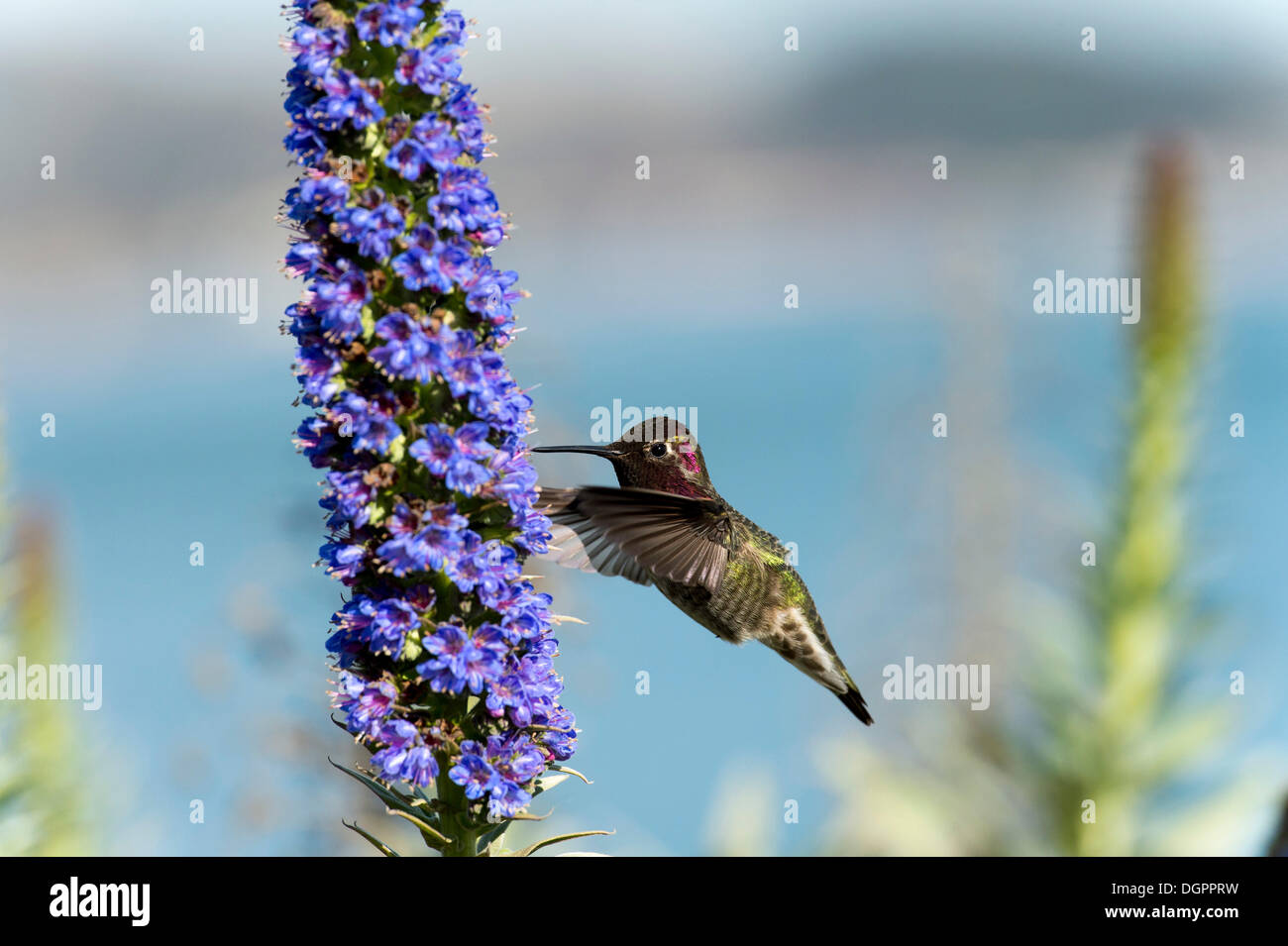Anna (Hummingbird Calypte anna) passando a fiore, Fort Point Sito Storico Nazionale di San Francisco, California Foto Stock