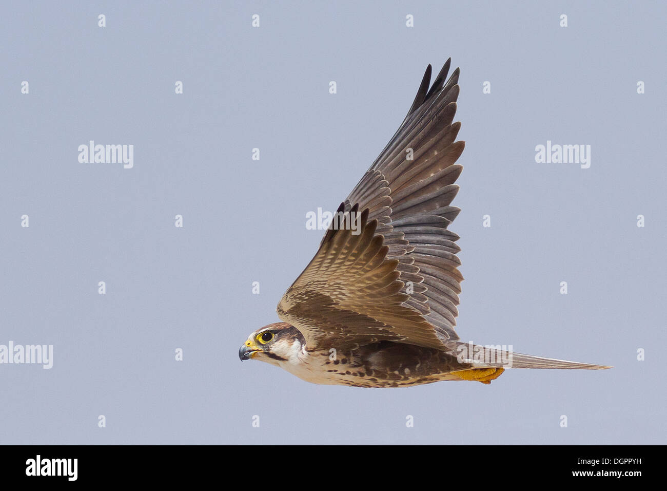 Laggar Falcon (Falco jugger) in volo Foto Stock