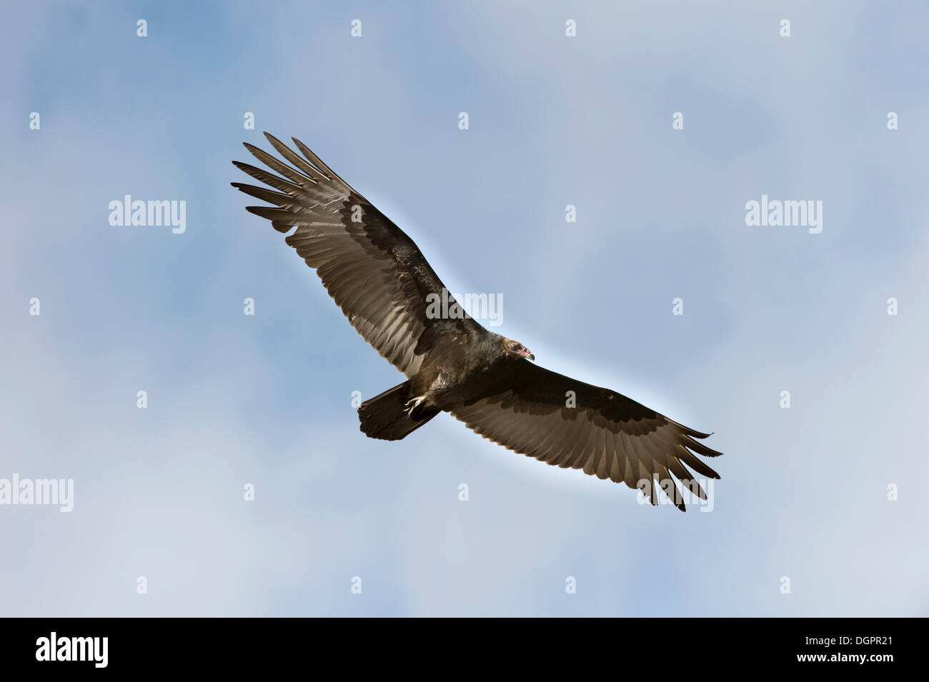 La Turchia Vulture (Cathartes aura) in volo, San Francisco, California, Stati Uniti Foto Stock