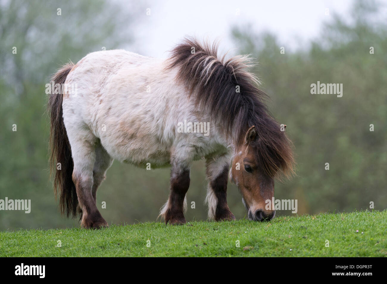 Pony in un pascolo, West Coast Park, Sankt Peter-Ording, Eiderstedt, Frisia settentrionale, Schleswig-Holstein, Germania Foto Stock