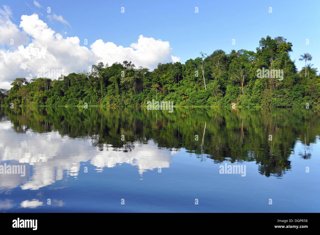 Gli alberi si riflette in un affluente del Rio delle Amazzoni, mamiraua riserva naturale, Amazzonia, Brasile, Sud America Foto Stock