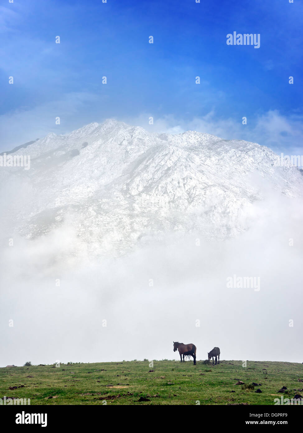I cavalli sulle montagne di nebbia con bella luce Foto Stock