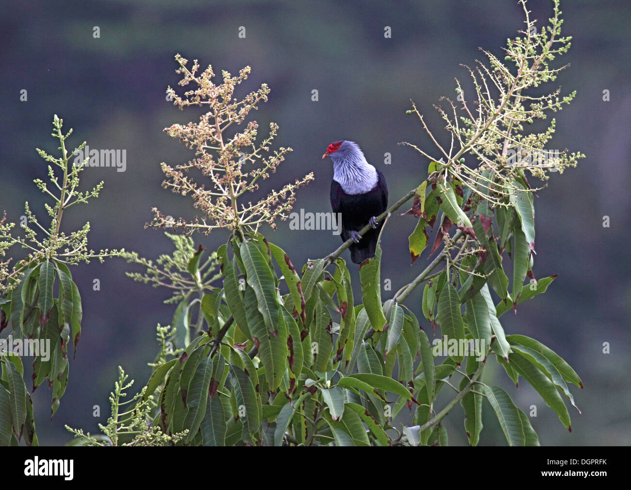 Seychelles piccione blu nella tettoia di albero di mango Foto Stock