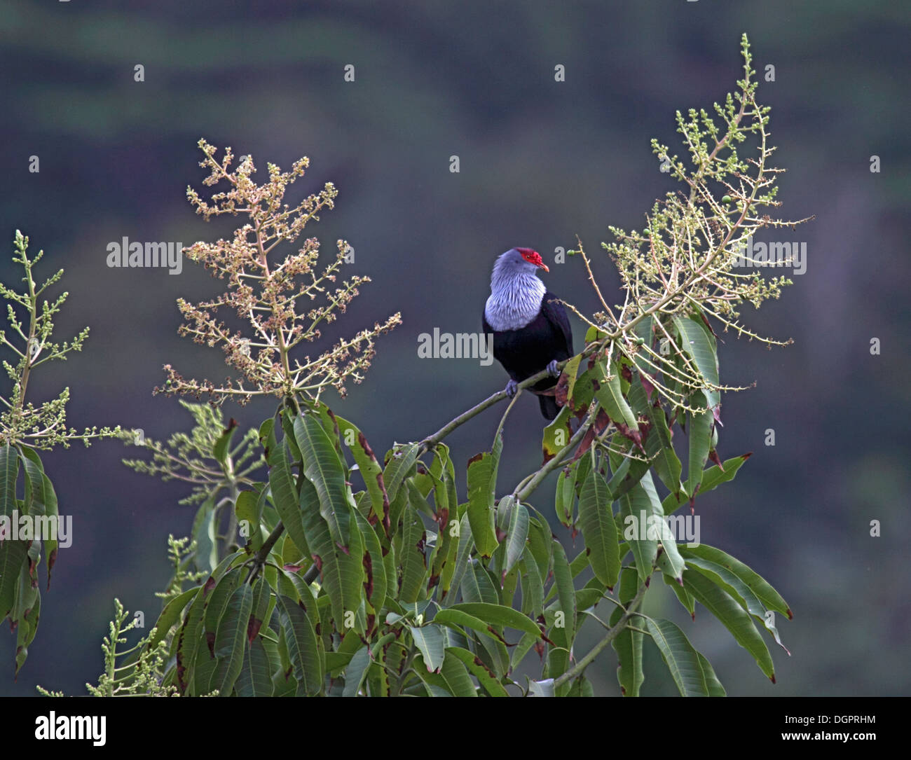 Seychelles piccione blu nella tettoia di albero di mango Foto Stock