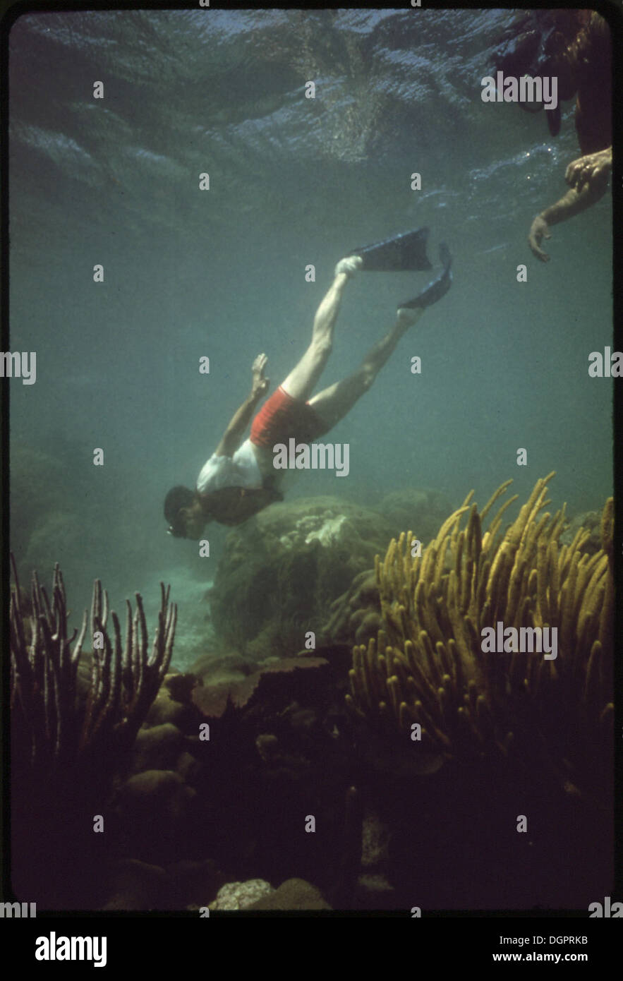 Uno snorkeling esplora le vibranti barriere coralline e la variegata vita marina del John Pennekamp Coral Reef State Park vicino a Key largo. Il parco è noto per le sue acque cristalline e il ricco ecosistema marino, rendendolo una destinazione popolare per le attività subacquee. Foto Stock