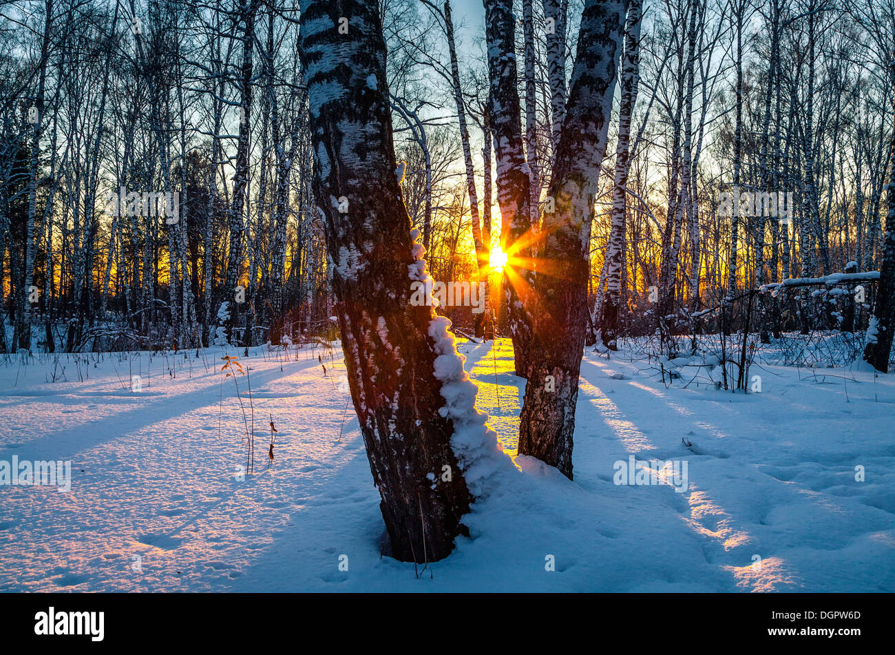 Tramonto nel bosco invernale Foto Stock