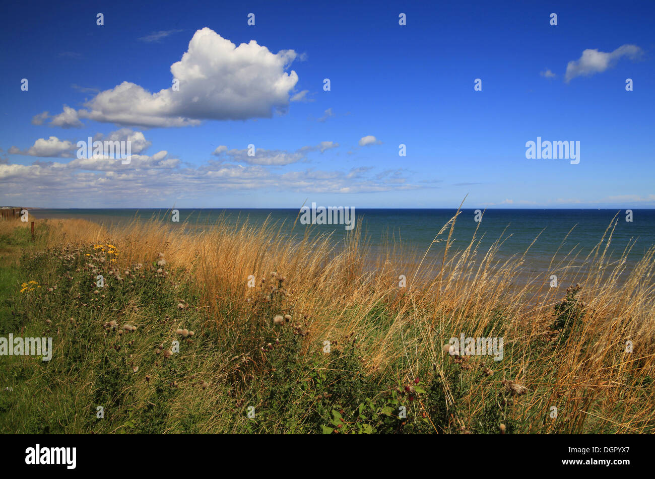 Cielo blu e l'erba con il mare all'orizzonte. Foto Stock