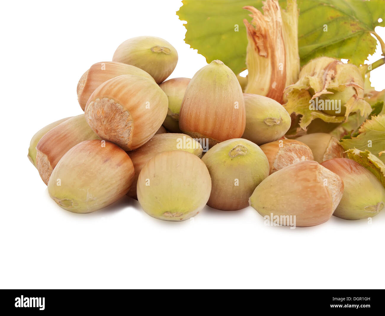 Raccolto con successo - nocciole fresche isolati su sfondo bianco Foto Stock