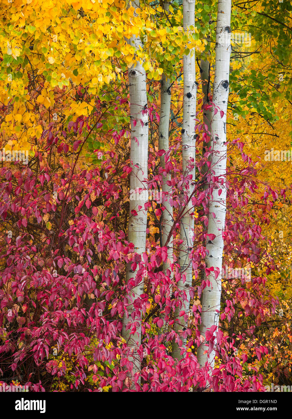 Wenatchee Nationall foresta, WA: Quattro trunk aspen (Populus tremuloides) con il rosso-vimini sanguinello (Cornus solonifera) in Autunno a colori Foto Stock