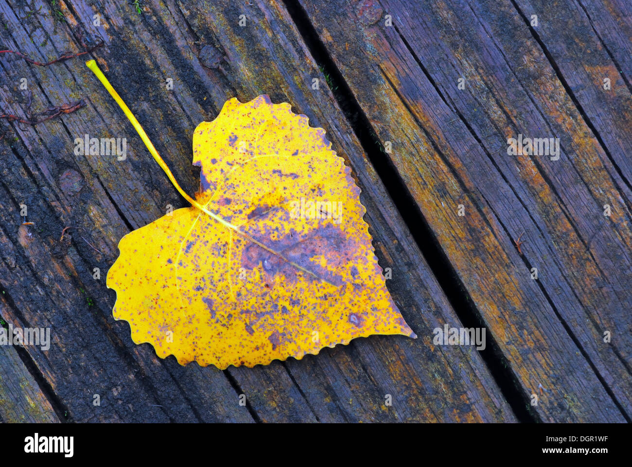 Un autunno pioppi neri americani Leaf posa su un pannello di legno. Foto Stock