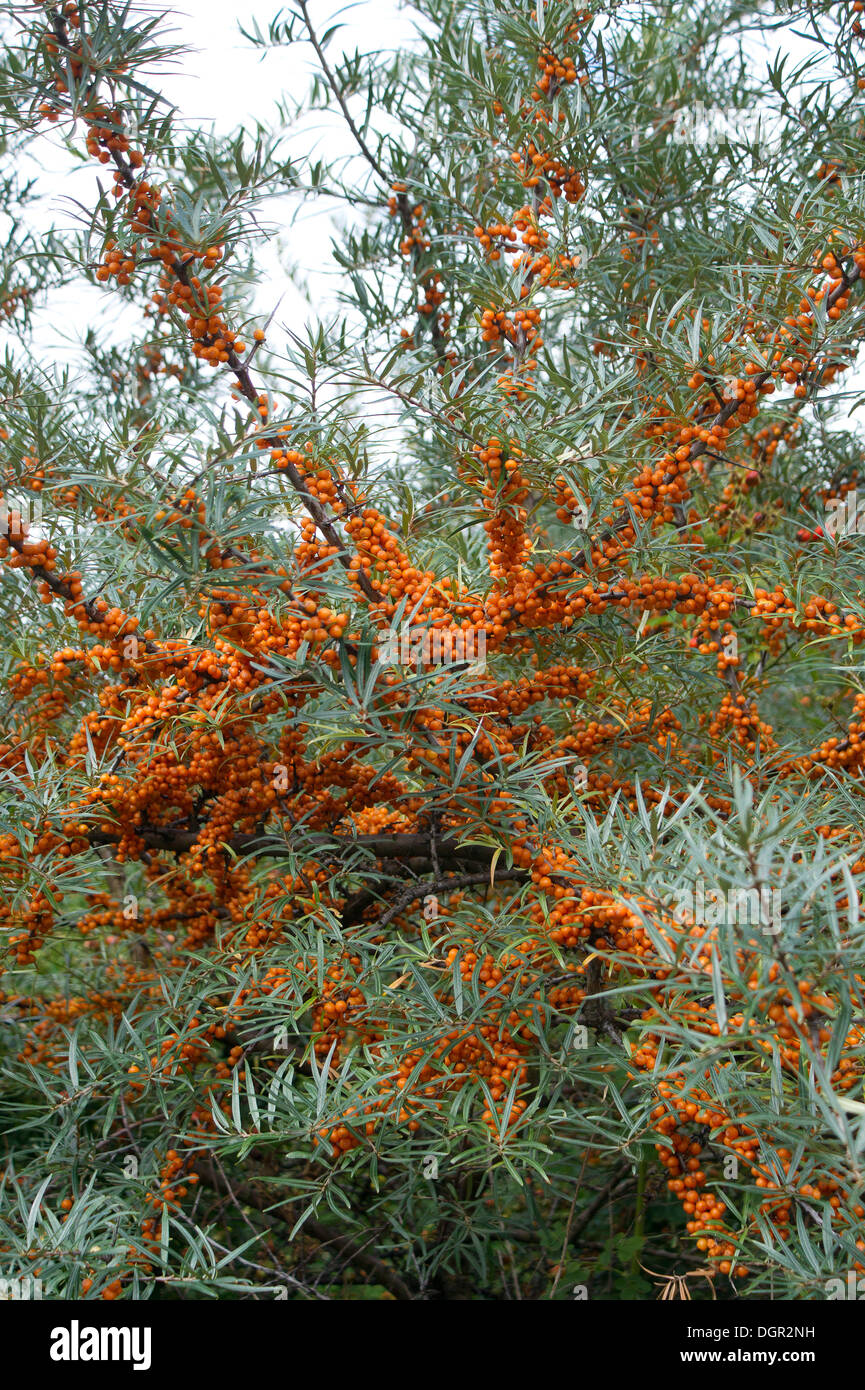 Bacche di olivello spinoso bush con frutti di bosco Foto Stock