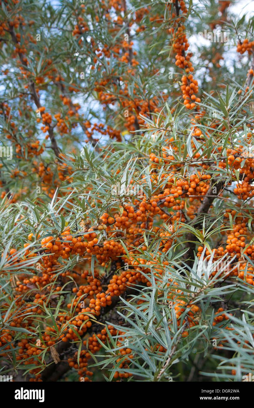 Bacche di olivello spinoso bush con frutti di bosco Foto Stock