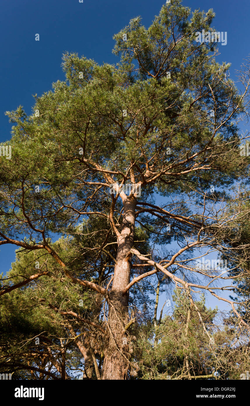 Coppia di pino silvestre, Pinus sylvestris albero, Dorset. Foto Stock