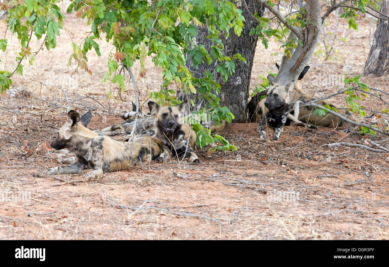 African cani selvatici, ( Lycaon pictus ) una specie in via di estinzione, Chobe National Park, Botswana, Africa Foto Stock