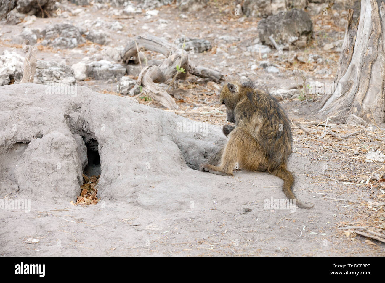Un babbuino ( Papio Ursinus ) alimentazione su termiti da un termite mound, Chobe National Park, Botswana, Africa Foto Stock