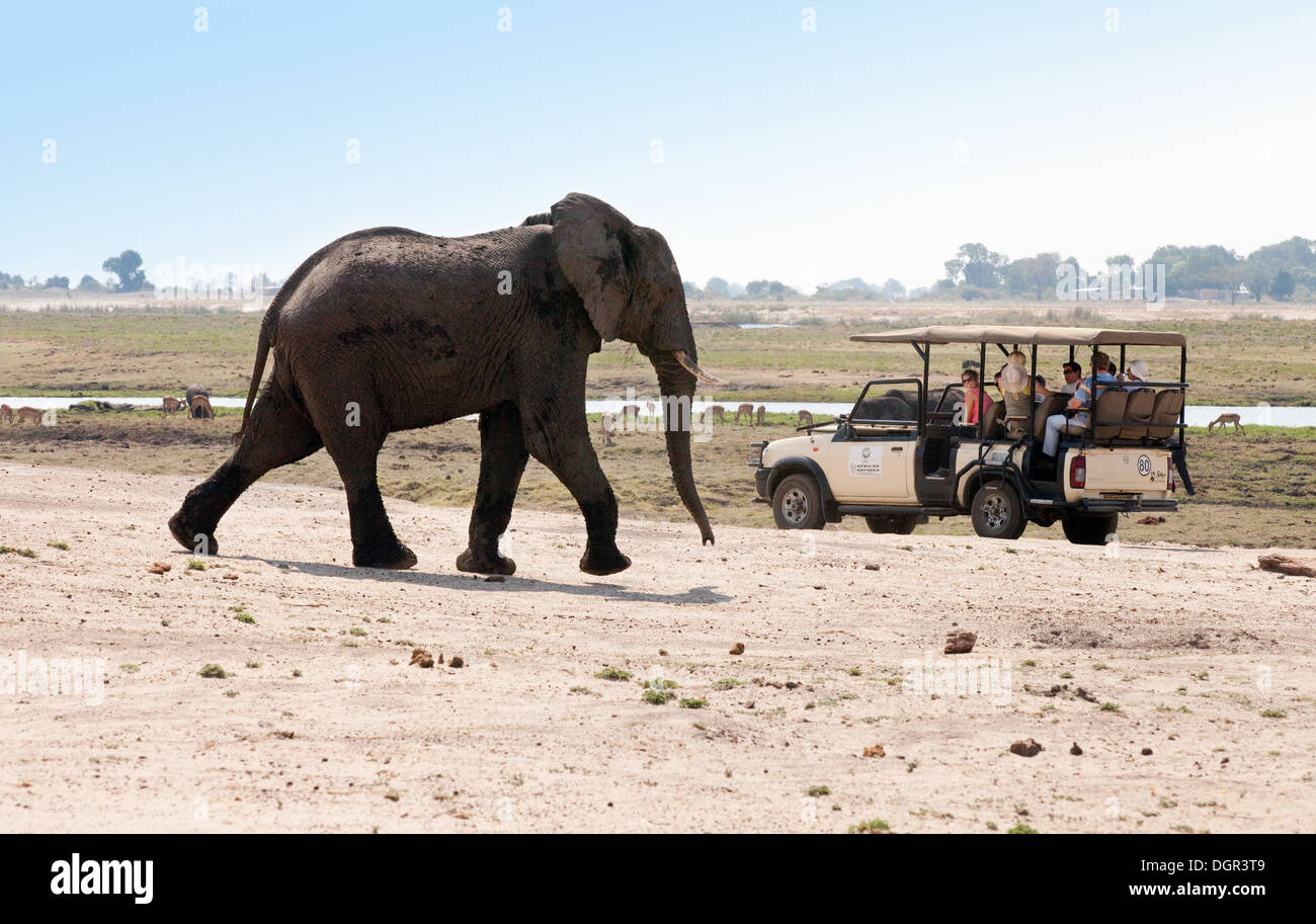 Un maschio adulto dell' elefante africano avvicinando i turisti su una jeep safari, Chobe National Park, Botswana, Africa Foto Stock