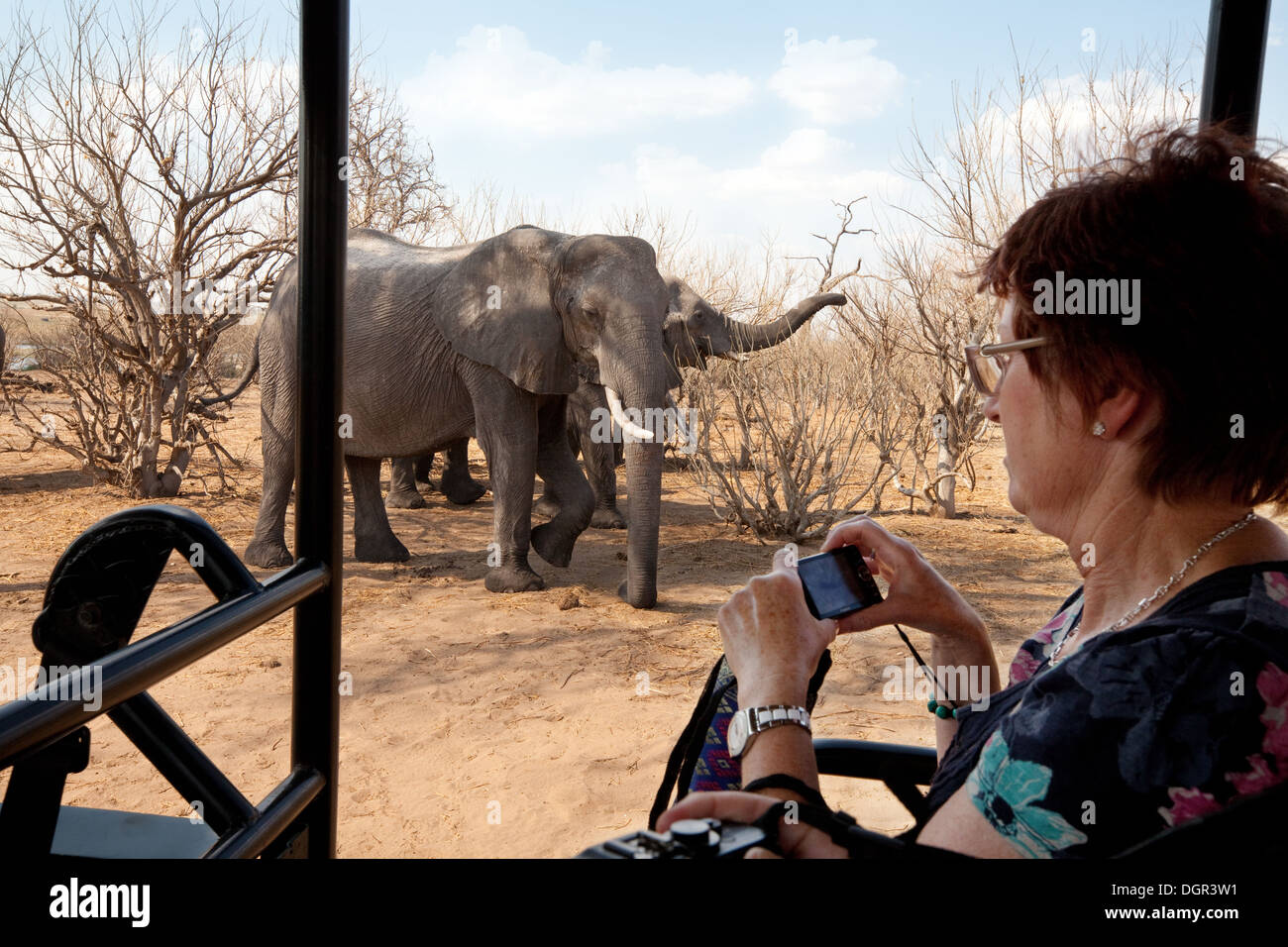 Un turista su una jeep safari di scattare una foto di un elefante Arfrican, Chobe National Park, Botwana Africa Foto Stock