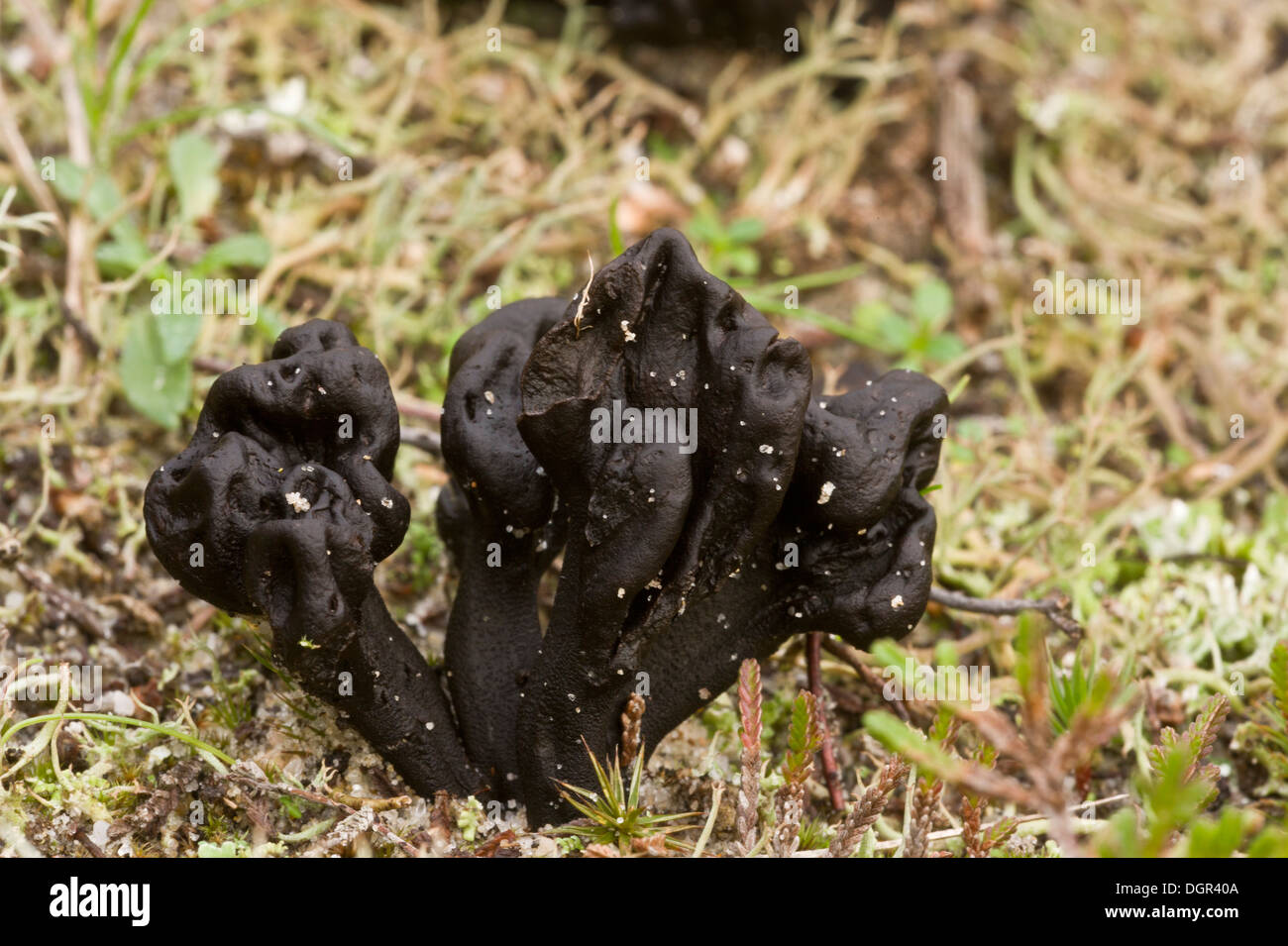 Massa di sabbia-lingua, Geoglossum arenarium sulle dune di sabbia a Studland, Purbeck. Specie non comuni. Il Dorset Foto Stock