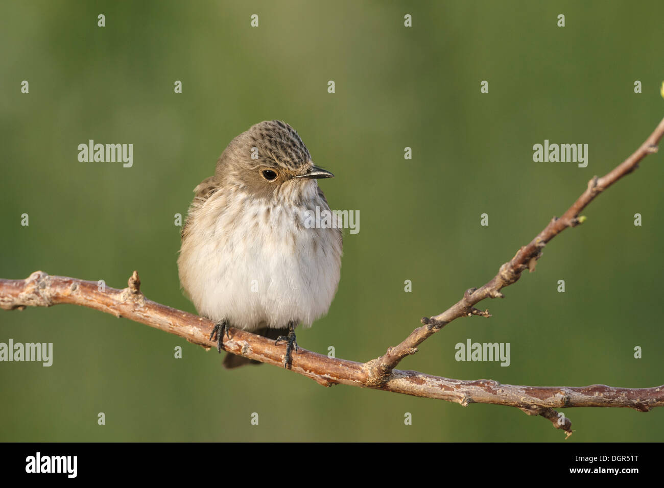 Spotted Flycatcher Muscicapa striata Foto Stock