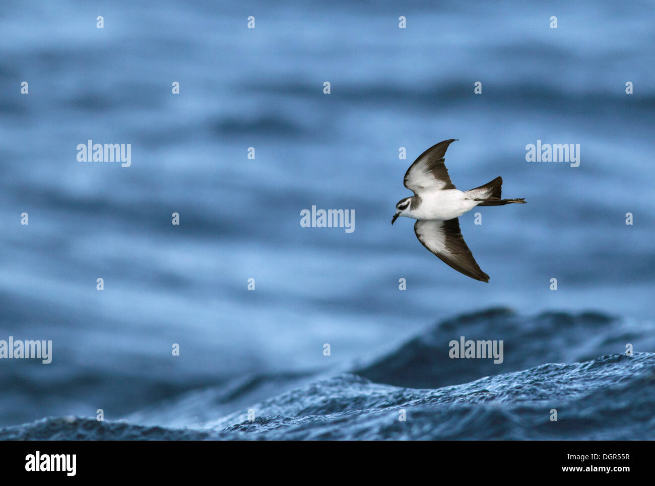 Di fronte bianco-Storm-petrel - Pelagodroma marina Foto Stock