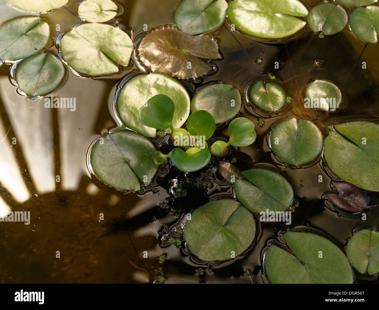 Blu acqua egiziana lily o sacro giglio azzurro (Nymphaea caerulea) comune e giacinto di acqua (Eichhornia crassipes, al centro) Foto Stock