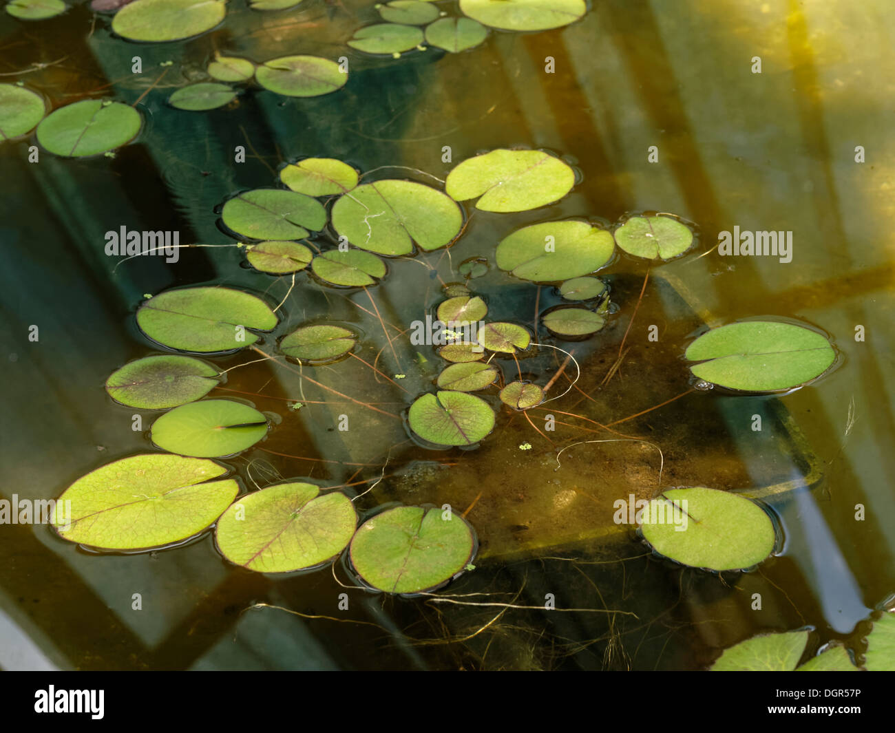 Blu acqua egiziana lily o sacro giglio azzurro (Nymphaea caerulea) Foto Stock