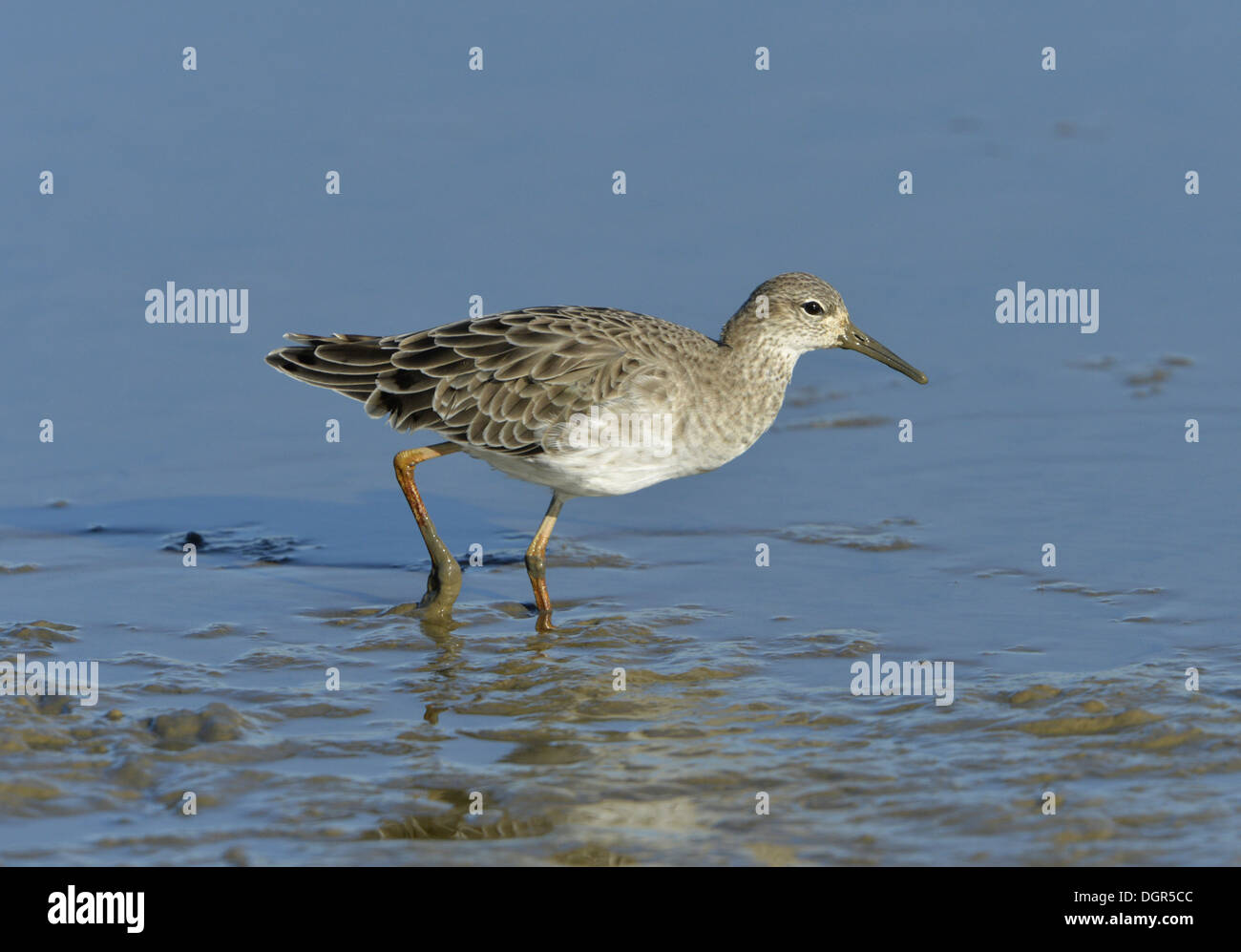 Ruff - Philomachus pugnax - femmina, moulting dall'estate all'inverno piumaggio Foto Stock