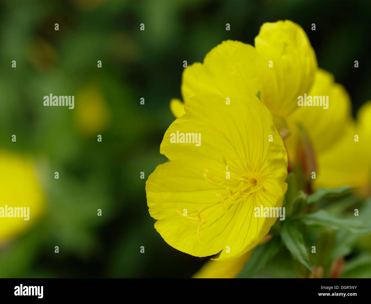 A stretta lasciava sundrops (Oenothera fruticosa) fiore closeup Foto Stock