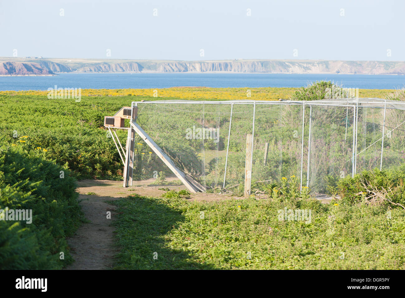 Helgoland trappola, Skokholm, South Pembrokeshire, Wales, Regno Unito Foto Stock