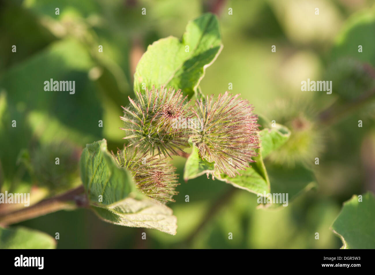 Minore, Bardana Arctium minus, in bud Foto Stock