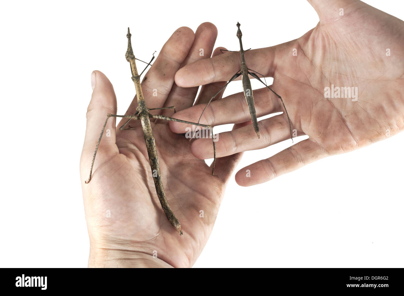 Dimensioni comarison di Stick grasshopper specie Foto Stock