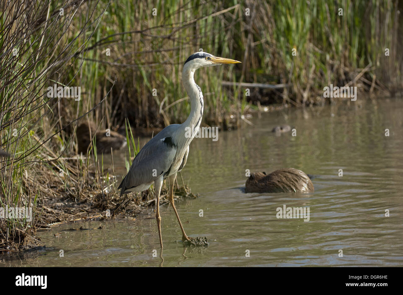 Airone cinerino (Ardea cinerea) Foto Stock