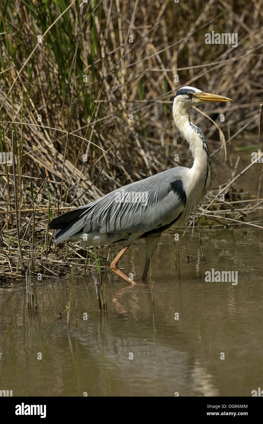 Airone cinerino (Ardea cinerea) Foto Stock