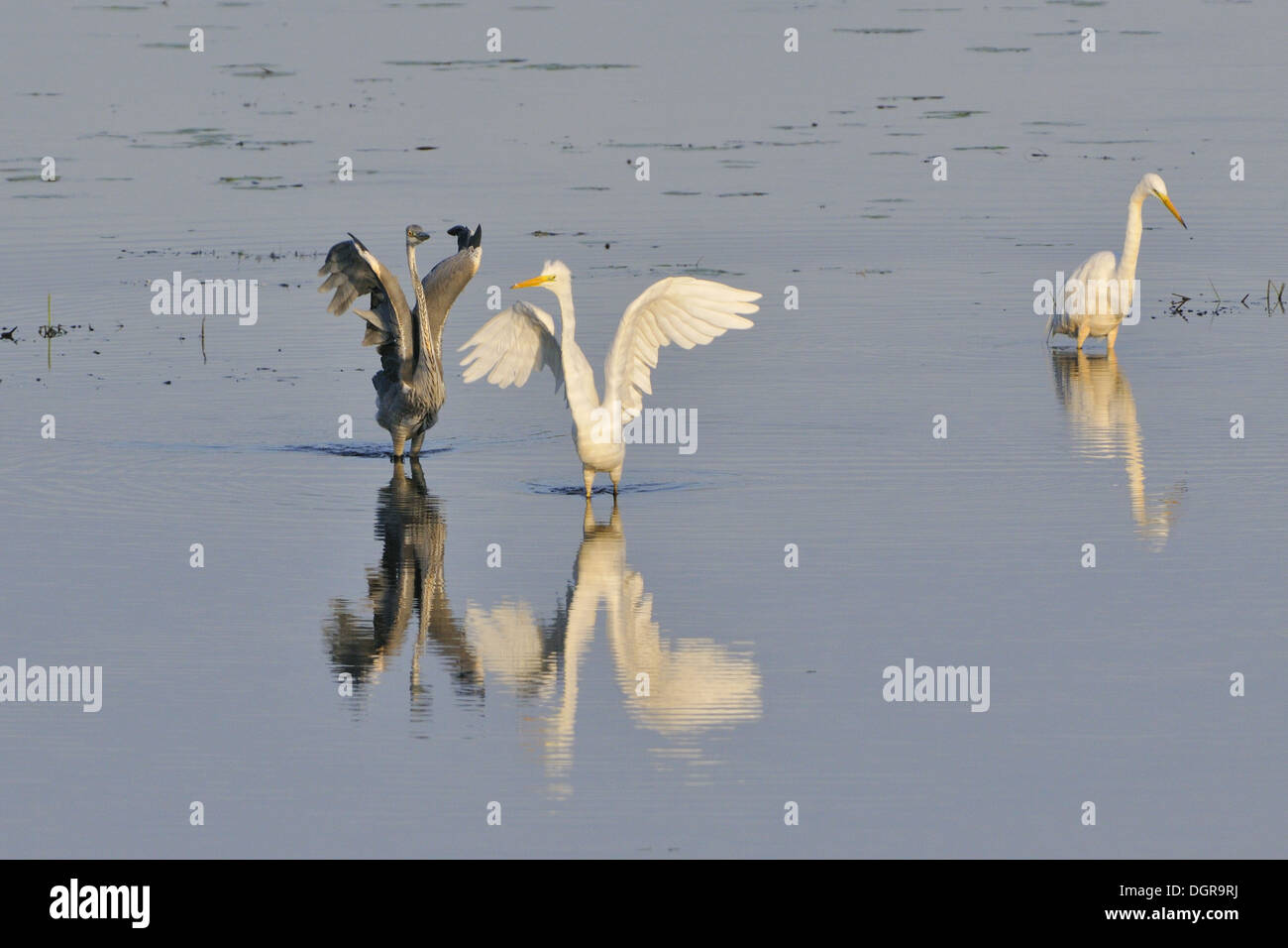 Airone bianco maggiore e grande heron Foto Stock