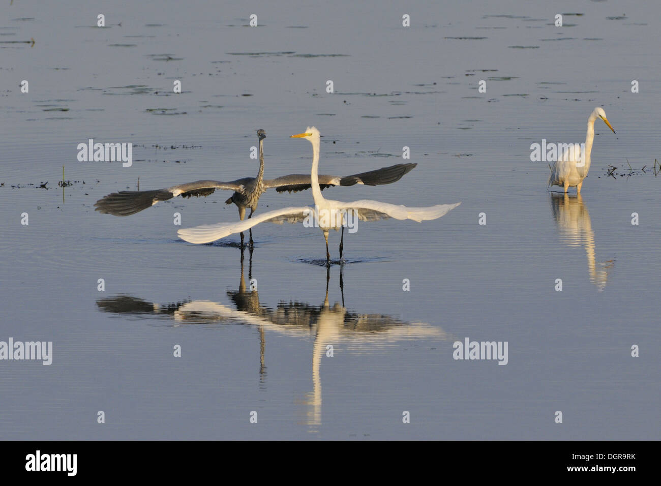 Airone bianco maggiore e grande heron Foto Stock