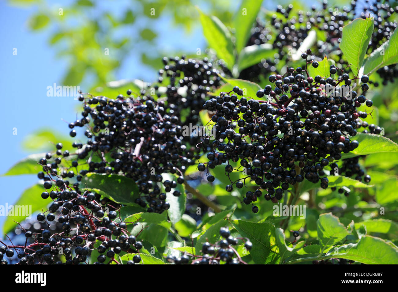 Sambuco nero Foto Stock