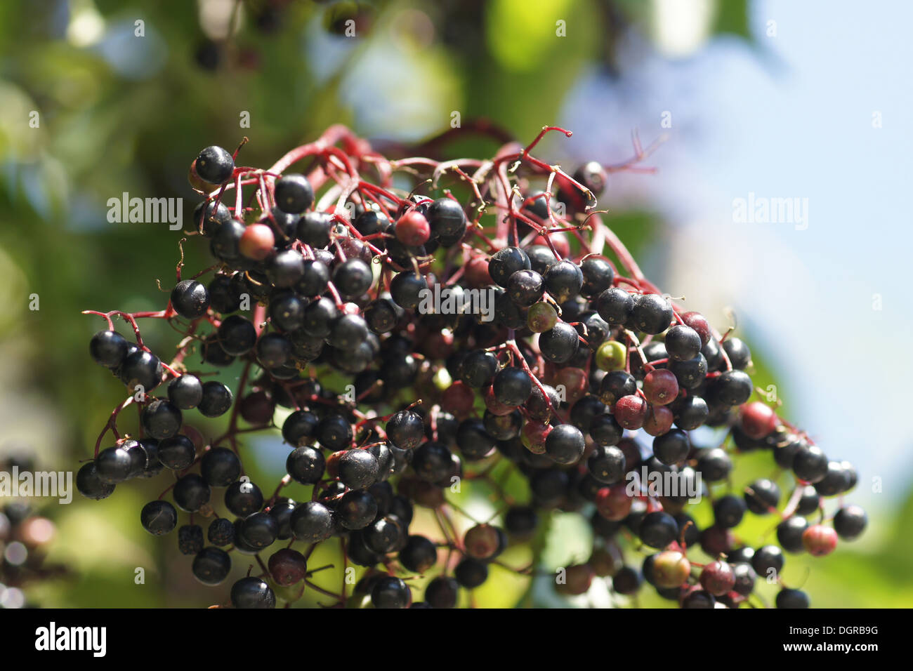 Sambuco nero Foto Stock